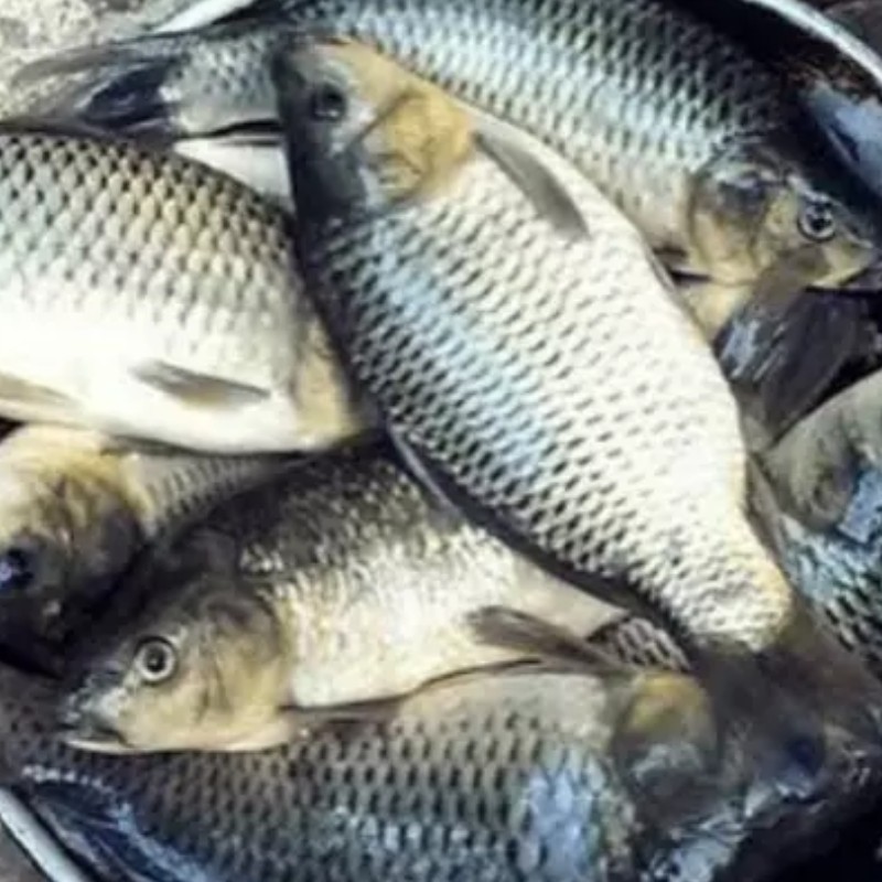 Ikan Mas Segar Subang Asli 1 Kg Fresh